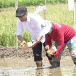 Ugi Sugiharto menanam benih padi varietas unggul Ciherang yang produktivitasnya bisa mencapai 7 ton per ha dengan hasil nasi pulen (Foto:sembada/rori)