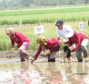 Ugi Sugiharto diapit oleh petani sedang menanam benih padi varietas unggul Ciherang (Foto:sembada/rori)