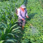 Seorang petani sedang merawat tumpang sisip jagung dan kedelai (Foto:sembada/dok-akabi)