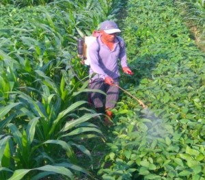Seorang petani sedang merawat tumpang sisip jagung dan kedelai (Foto:sembada/dok-akabi)