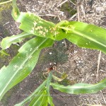 Pada tingkat serangan Spodoptera frugiperda yang tinggi dapat ditemukan kotoran dari larva pada tanaman jagung seperti serbuk gergaji (Foto:sembada/dok-bbpopt)