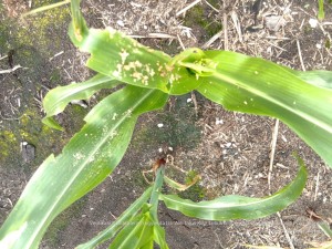 Pada tingkat serangan Spodoptera frugiperda yang tinggi dapat ditemukan kotoran dari larva pada tanaman jagung seperti serbuk gergaji (Foto:sembada/dok-bbpopt)