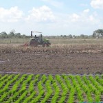 Di latar depan adalah persemaian benih padi lokal yang ikut ditanam di rawa lebak karena harga berasnya lebih mahal dari yang lain (Foto:sembada/rori)