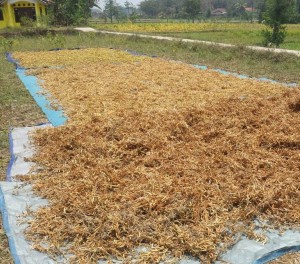 Kedelai hasil panenan yang tidak mencapai harapan per hektarenya milik Koptan Babakan Sari Desa Nanggala Mekar, Kec.Ciranjang sedang dijemur untuk dirontok  (Foto:sembada/rori)
