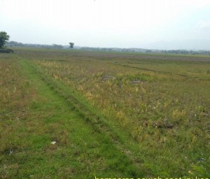 Hamparan lahan pertanian beririgasi yang kering kerontang di Kecamatan Ciranjang (Foto:sembada/rori)