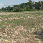 Hamparan lahan sawah yang luas ini milik petani di Kecamatan Ciranjang yang tidak bisa dioleh untuk pertanaman (Foto:sembada/rori)