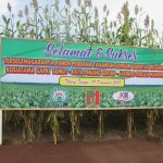Lahan seluas 15 hektare (ha) di lahan PT Paya Pinang, Desa Laut Tador,Kec.Tebing Syahbandar, Kab.Serdang Bedagai, Prov.Sumut (Foto:sembada/rori)