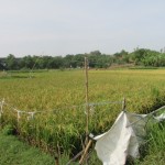 Lahan tanaman padi dengan pola TABELA di Kampung Cilampayan, Desa Pasir Tanjung, Kec.Cikarang Pusat, Kab.Bekasi (Foto:sembada/rori)