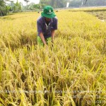 Petani di Desa Pasir Tanjung,Kecamatan Cikarang Pusat, Kabupaten Bekasi sedang panen padi dengan pola tanam TABELA atau tanpa semai (Foto:sembada/dok-ppl cikarangpusat)