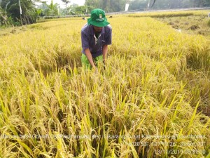 Petani di Desa Pasir Tanjung,Kecamatan Cikarang Pusat, Kabupaten Bekasi sedang panen padi dengan pola tanam TABELA atau tanpa semai (Foto:sembada/dok-ppl cikarangpusat)