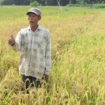Petani Nemin, pemilik tanaman padi yang akan dipanen di Kampung Cilampayan, Desa Pasir Tanjung, Kec.Cikarang Pusat, berkata ke depan menanam padi dengan cara TABELA menjadi kebiasaan karena hasil melimpah (Foto:sembada/rori)