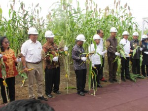 Kacuk Sumarto (no 4 kanan kemeja cokelat)  serta para pejabat pusat-daerah bersiap memanen sorgum dari tanam perdana (Foto:sembada/rori)