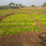 Persemaian padi akhirnya mati karena air tidak ada dan sawah belum bisa ditanami (Foto:sembada/rori)