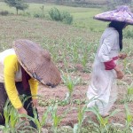 Buruh tani Desa Bojot, Kecamatan Jawilan, Yati dan Arwati (kanan) sedang sibuk mengambili ulat grayak dari pucuk jagung. Semampu mereka sepanjang hari hal itu dilakukan (Foto:sembada/rori)