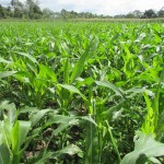 Tanaman jagung yang belum sehat betul karena baru sekali semprot seluas 2 ha milik Tamrin Tarigan di Desa Kuta Baru,Kecamatan Munte, Kab.Karo (Foto:sembada/rori)