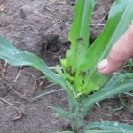 Ulat grayak baru OPTK memakan tunas atau titik tumbuh jagung (Foto:sembada/rori)