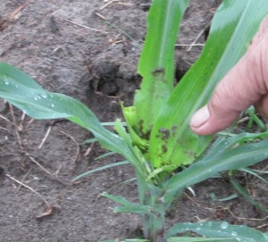 Ulat grayak baru OPTK memakan tunas atau titik tumbuh jagung (Foto:sembada/rori)