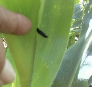 Ulat grayak Spodoptera frugiperda sudah mati dan tetap menempel pada daun jagung (Foto:sembada/rori)