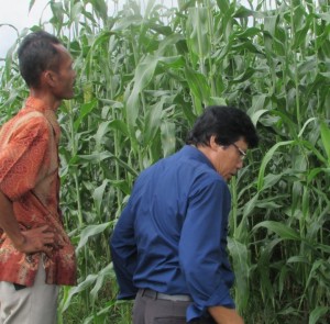 Wartawan Media Pertanian online www.sembadapangan com Henry Supardi (kanan) bersama petani Desa Suru Wahyu Kuncung melihat tanaman sorgum yang segera panen (Foto:sembada/rori)