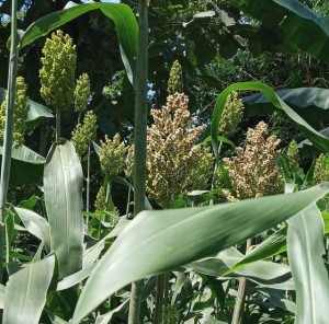 Hingga saat ini tanaman sorgum bisa tumbuh subur walau belum dipupuki di Desa Suru, Kec.Bantar Bolang, Kab.Pemalang (Foto:sembada/rori)