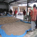 Para petani menjemur biji sorgum seadanya (Foto:sembada/rori)