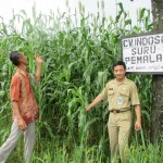 Praytno,SHut  (kanan) bersama petani Desa Suru, Kec.Bantar Bolang Wahyu melihat sorgum yang akan panen awal April 2020 (Foto:sembada/rori)