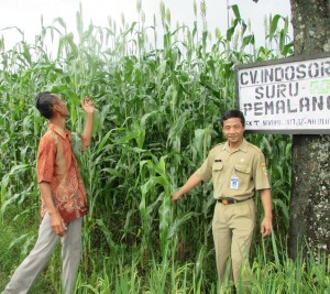 Praytno,SHut  (kanan) bersama petani Desa Suru, Kec.Bantar Bolang Wahyu melihat sorgum yang akan panen awal April 2020 (Foto:sembada/rori)