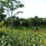 Tanaman sorgum petani di lahan marginal tumbuh subur kendati belum mendapat pupuk (Foto:sembada/rori)