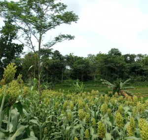 Tanaman sorgum petani di lahan marginal tumbuh subur kendati belum mendapat pupuk (Foto:sembada/rori)