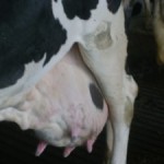 Susu sapi perah unggul di Lampung Tengah bisa dihasilkan sebanyak 25 liter sehari (Foto:sembada/rori)