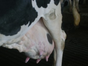 Susu sapi perah unggul di Lampung Tengah bisa dihasilkan sebanyak 25 liter sehari (Foto:sembada/rori)