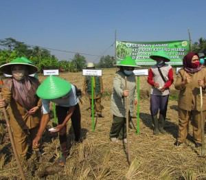 Bersama para petani melakukan penugalan untuk menanam benih kacang hijau di Desa Sukajadi, Kecamatan Karang Tengah, Kab.Cianjur (Foto:sembada/rori)