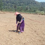 Kendati sangat terik menyengat petani Desa Muara Cikadu, Enah (43) memanfaatkan waktu menugal tanah untuk menanam benih kacang tanah (Foto:sembada/rori)