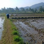 Para petani mempersiapkan pengolahan tanah untuk pertanaman di Desa Cibarengkok (Foto:sembada/rori)
