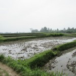Bagian sawah seluas 239 ha di Desa Cibarengkok, Kecamatan Bojong Picung, Kab.Cianjur (Foto:sembada/rori)