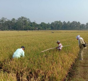Petani Desa Sindang Sari,Kecamatan Ciranjang Aban Sobandi (kiri)  petani Enang (tengah) bersama PPL Rina Suartini,SP sedang melakukan ubinan (Foto:sembada/rori)