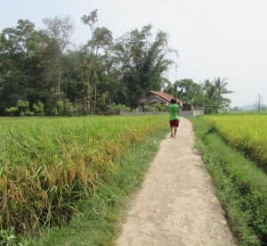 Lahan padi varietas Ciherang milik petani yang siap dipanen di Desa Babakan Sari, Kecamatan Ciranjang, Kab.Cianjur, Jabar (Foto:sembada/rori)