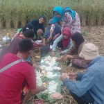 Begitu selesai panen padi para petani desa itu langsung menanami lahan mereka dengan kedelai dan disempatkan makan bersama lebih dahulu (Foto:sembada/rori)
