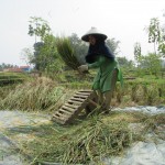 Petani Aisyah (47) di Desa Babakan Sari, Kec.Ciranjang sedang memanen padi di lahan miliknya dan langsung diolah dengan peralatan seadanya. Produktivitas padi varietas Mekongga hanya 5 ton per hektare  (Foto:sembada/rori)