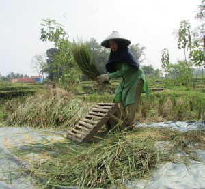 Petani Aisyah (47) di Desa Babakan Sari, Kec.Ciranjang sedang memanen padi di lahan miliknya dan langsung diolah dengan peralatan seadanya. Produktivitas padi varietas Mekongga hanya 5 ton per hektare  (Foto:sembada/rori)