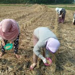 Para petani Desa Nanggala Mekar menanami lahan mereka dengan kedelai varietas unggul Anjasmoro yang bisa mencapai produktivitas 1,2 ton per ha (Foto:sembada/rori)