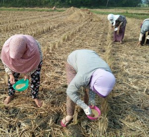 Para petani Desa Nanggala Mekar menanami lahan mereka dengan kedelai varietas unggul Anjasmoro yang bisa mencapai produktivitas 1,2 ton per ha (Foto:sembada/rori)