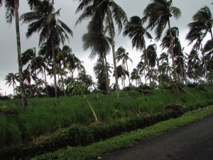 Padi gogo telah dibudidayakan petani di lahan perkebunan yang tumbuh subur di wilayah Cianjur Selatan termasuk di wilayah Jabar Selatan seperti wilayah Sukabumi Selatan (Foto:sembada/rori)