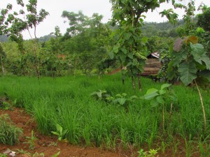 Padi gogo yang sudah beradaptasi di lahan perkebunan jati di Cianjur Selatan (Foto:sembada/rori)