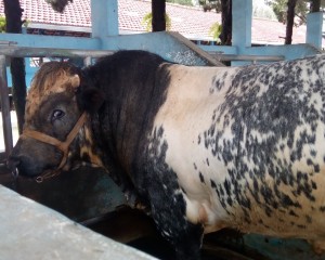 Inilah sosok sapi Belgian Blue yang berasal dari Negara Belgia (benua Eropa) dan kini berada di Balai Inseminasi Buatan (BIB) Lembang, Jawa Barat (Foto:sembada/rori)