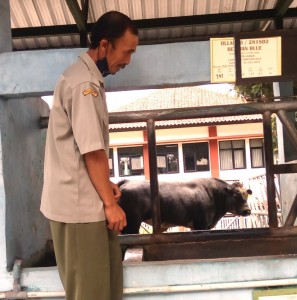 Seorang petugas BIB Lembang sedang 'meminta' sapi Belgian Blue bernama Nan Dana itu untuk peragakan tubuhnya yang montok gempal (Foto:sembada/rori)