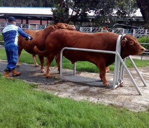 Persiapan mengambil mani dari sapi Simmental pejantan unggul untuk segera dibawa ke laboratorium (Foto:sembada/rori)