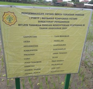 Sebagian Tanah Bengkok milik Desa Pabelan yang ditanam benih padi varietas unggul PAJAJARAN super genjah berumur satu bulan seluas 20 ha (Foto:sembada/rori)