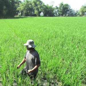 Eko Handri (46) dengan semangat besar berupaya merawat padi di sawahnya seluas sekitar 5 ha agar hasil benih panen sesuai harapan (Foto:sembada/rori