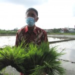 Ketua Gapoktan Tani Makmur Drs Suyatman menunjukkan benih varietas PAJAJARAN yang super genjah yang diambil dari persemaian (Foto:sembada/rori)